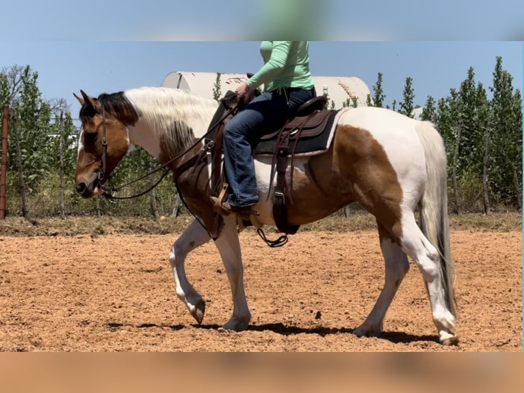 American Quarter Horse Castrone 11 Anni 152 cm Tobiano-tutti i colori in Weatherford TX