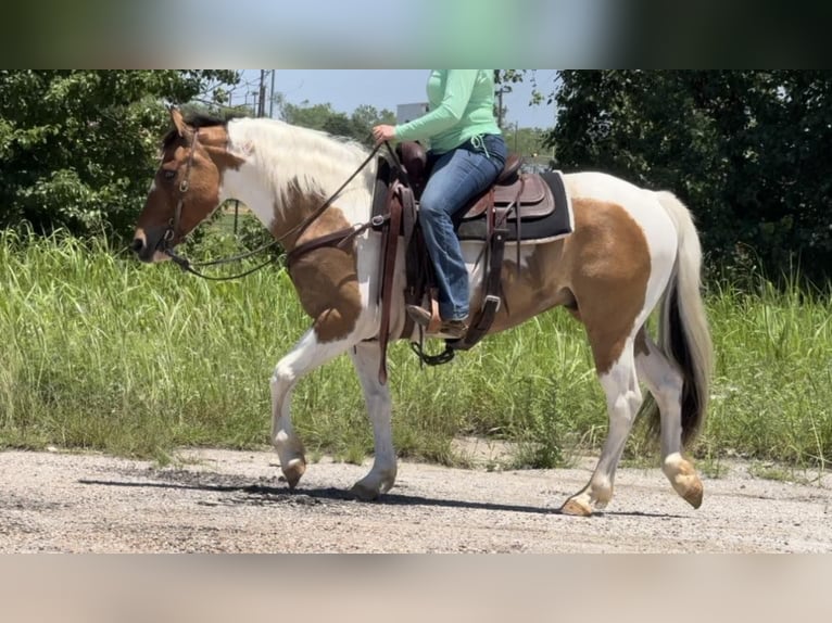 American Quarter Horse Castrone 11 Anni 152 cm Tobiano-tutti i colori in Weatherford TX