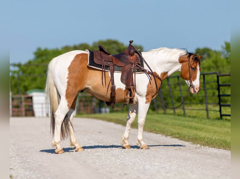 American Quarter Horse Castrone 11 Anni 152 cm Tobiano-tutti i colori in Weatherford TX