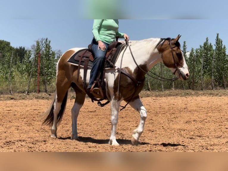 American Quarter Horse Castrone 11 Anni 152 cm Tobiano-tutti i colori in Weatherford TX