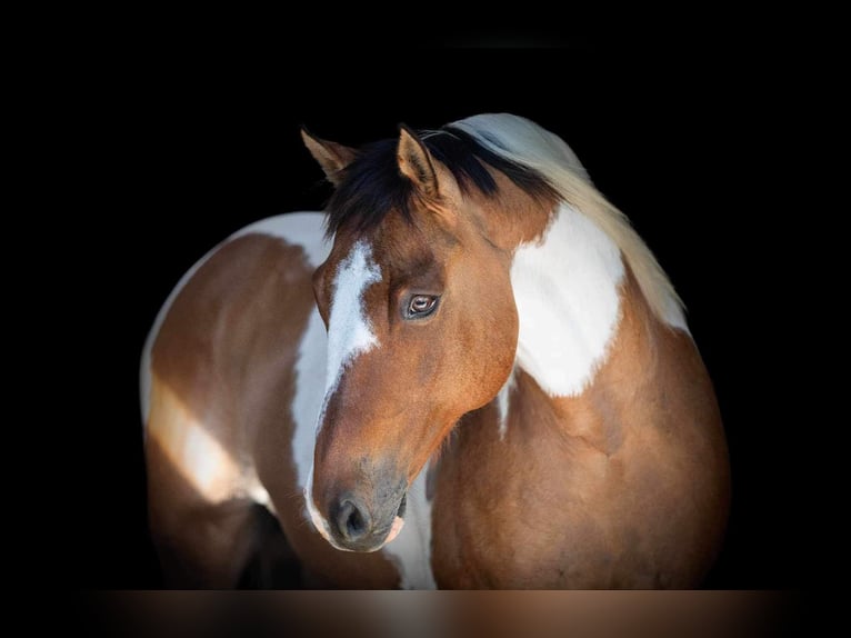 American Quarter Horse Castrone 11 Anni 152 cm Tobiano-tutti i colori in Weatherford TX