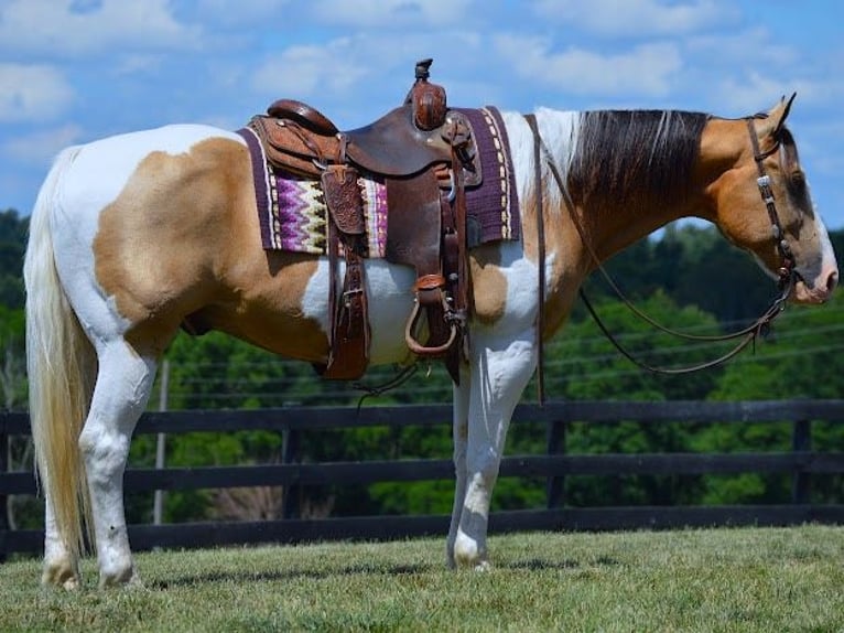 American Quarter Horse Castrone 11 Anni 152 cm Tobiano-tutti i colori in Wooster OH