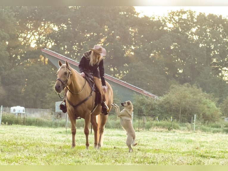 American Quarter Horse Castrone 11 Anni 153 cm Palomino in Lunestedt
