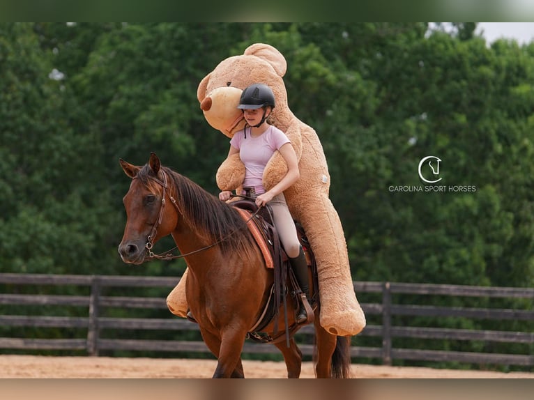 American Quarter Horse Castrone 11 Anni 155 cm Baio ciliegia in Clover, SC