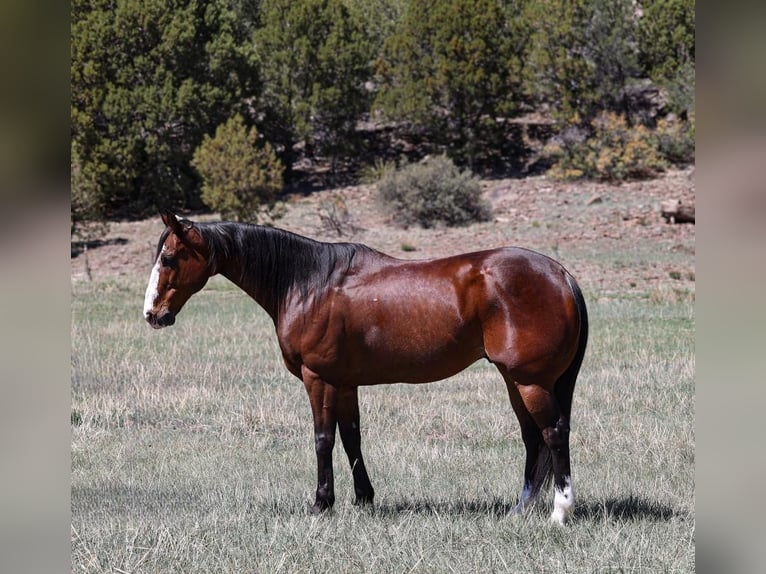 American Quarter Horse Castrone 11 Anni 155 cm Baio ciliegia in Camp Verde, AZ