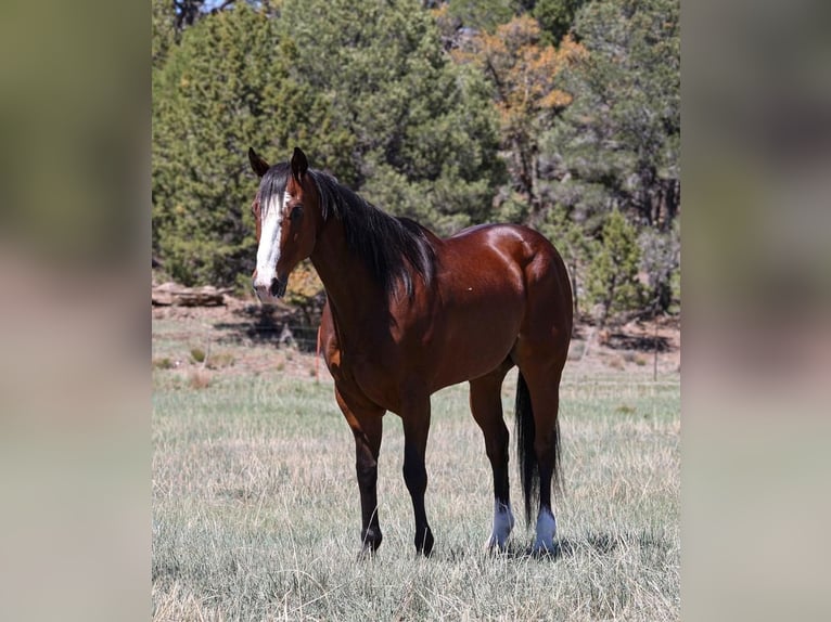 American Quarter Horse Castrone 11 Anni 155 cm Baio ciliegia in Camp Verde, AZ