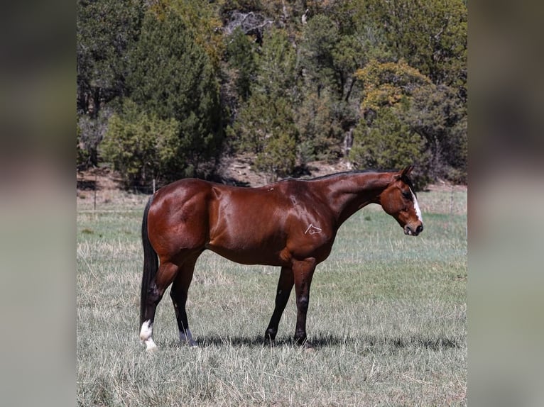 American Quarter Horse Castrone 11 Anni 155 cm Baio ciliegia in Camp Verde, AZ