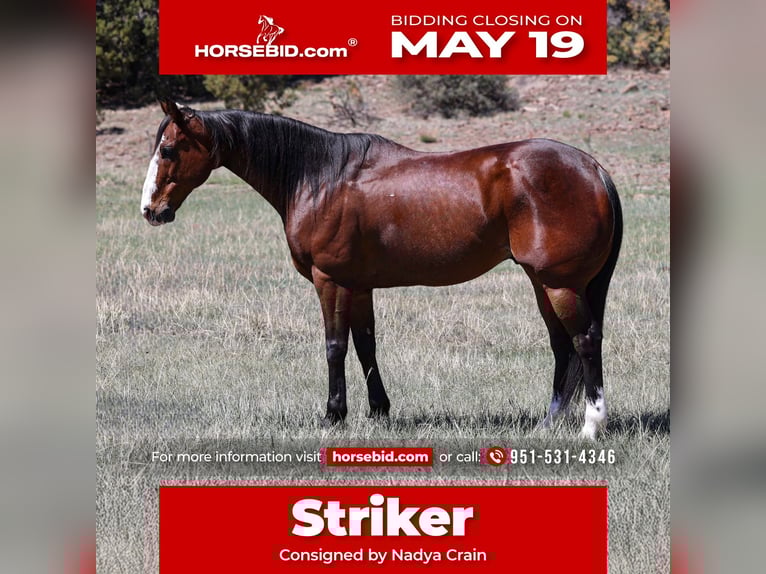 American Quarter Horse Castrone 11 Anni 155 cm Baio ciliegia in Camp Verde, AZ
