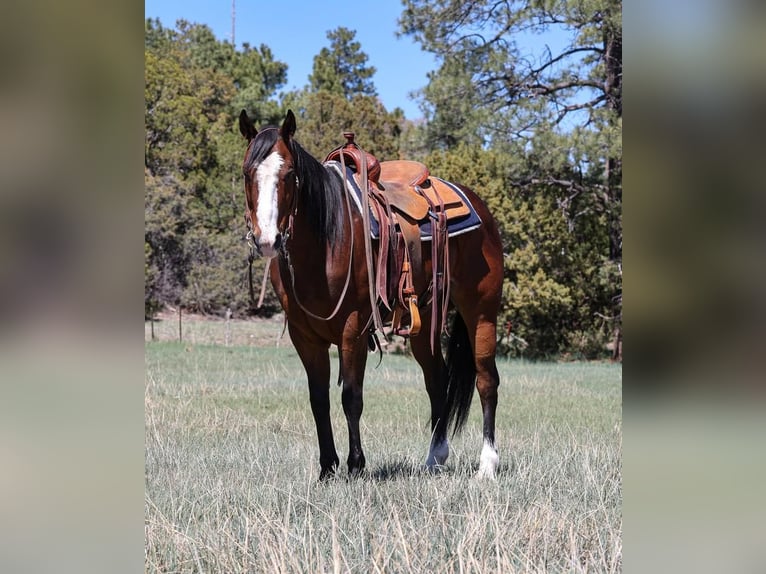 American Quarter Horse Castrone 11 Anni 155 cm Baio ciliegia in Camp Verde, AZ