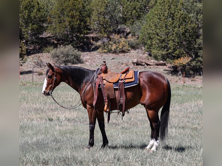 American Quarter Horse Castrone 11 Anni 155 cm Baio ciliegia in Camp Verde, AZ