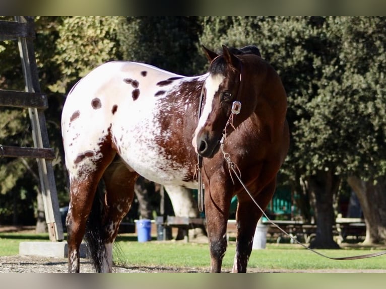 American Quarter Horse Castrone 11 Anni 155 cm Baio ciliegia in Paicines CA