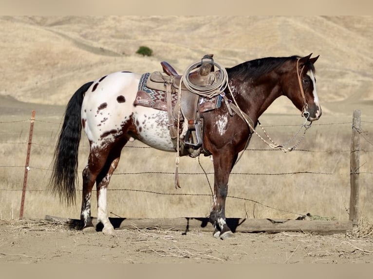 American Quarter Horse Castrone 11 Anni 155 cm Baio ciliegia in Paicines CA