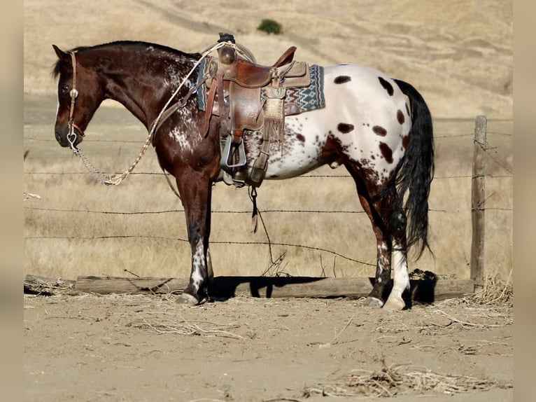 American Quarter Horse Castrone 11 Anni 155 cm Baio ciliegia in Paicines CA