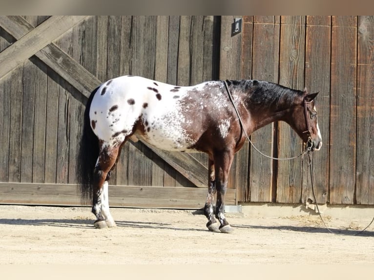 American Quarter Horse Castrone 11 Anni 155 cm Baio ciliegia in Paicines CA