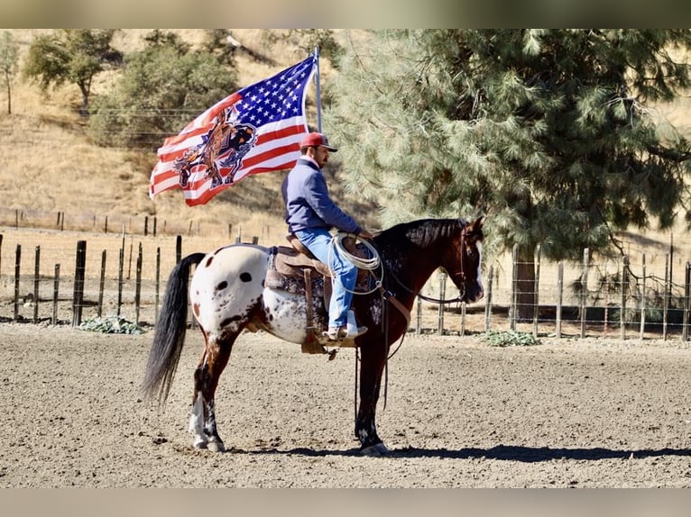 American Quarter Horse Castrone 11 Anni 155 cm Baio ciliegia in Paicines CA