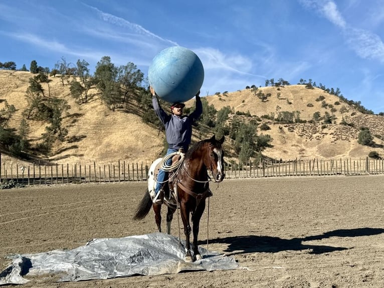 American Quarter Horse Castrone 11 Anni 155 cm Baio ciliegia in Paicines CA