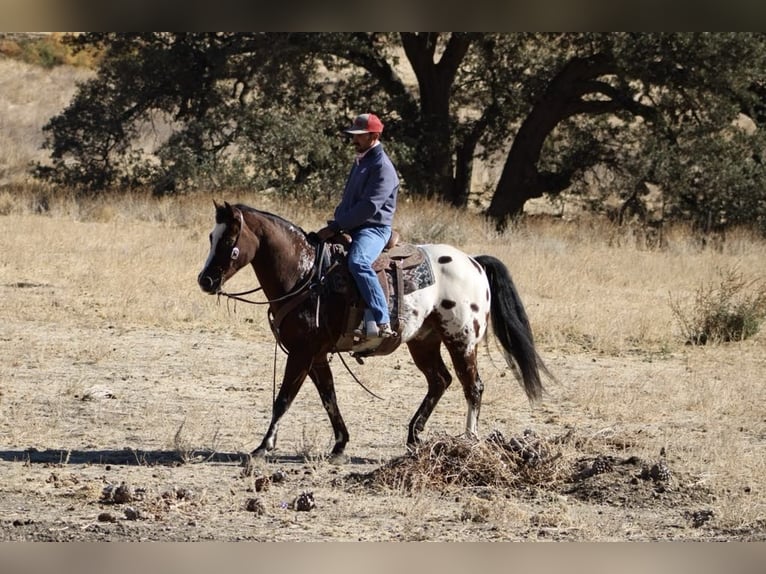 American Quarter Horse Castrone 11 Anni 155 cm Baio ciliegia in Paicines CA