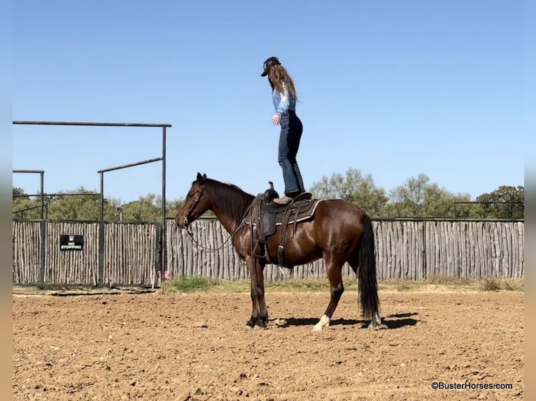 American Quarter Horse Castrone 11 Anni 155 cm Baio ciliegia in Weatherford Tx