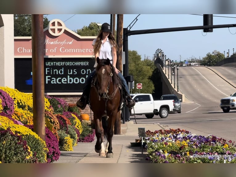 American Quarter Horse Castrone 11 Anni 155 cm Baio ciliegia in Weatherford Tx