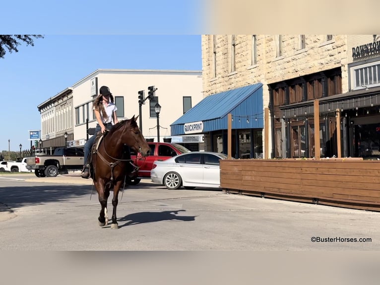 American Quarter Horse Castrone 11 Anni 155 cm Baio ciliegia in Weatherford Tx