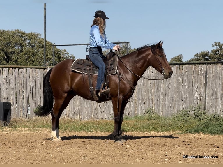 American Quarter Horse Castrone 11 Anni 155 cm Baio ciliegia in Weatherford Tx