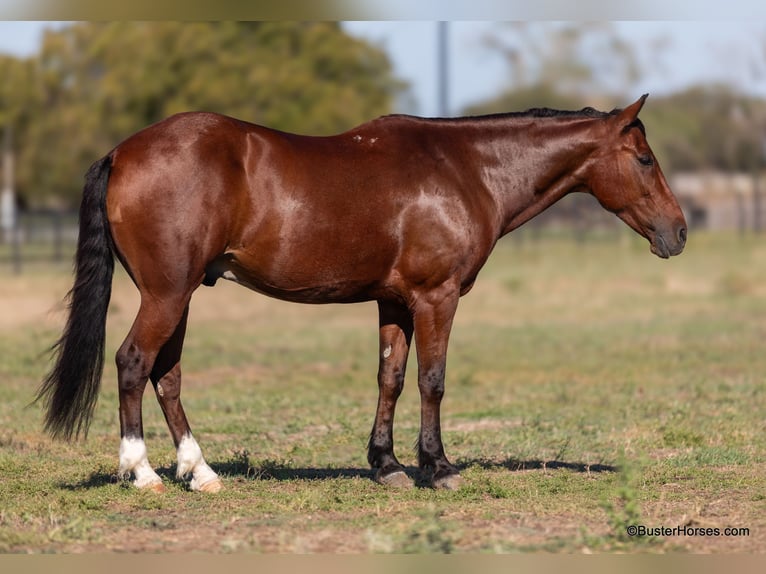 American Quarter Horse Castrone 11 Anni 155 cm Baio ciliegia in Weatherford Tx