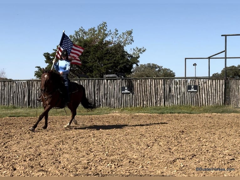 American Quarter Horse Castrone 11 Anni 155 cm Baio ciliegia in Weatherford Tx