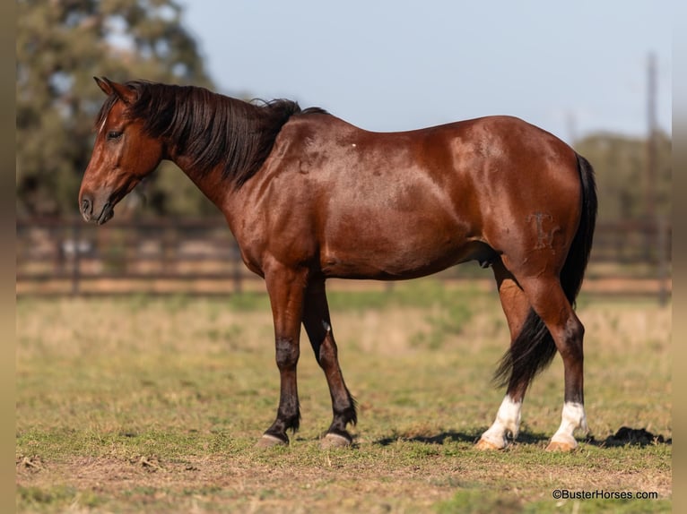 American Quarter Horse Castrone 11 Anni 155 cm Baio ciliegia in Weatherford Tx