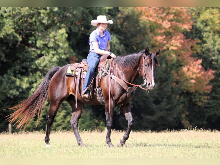 American Quarter Horse Castrone 11 Anni 155 cm Baio ciliegia in Clarion, PA