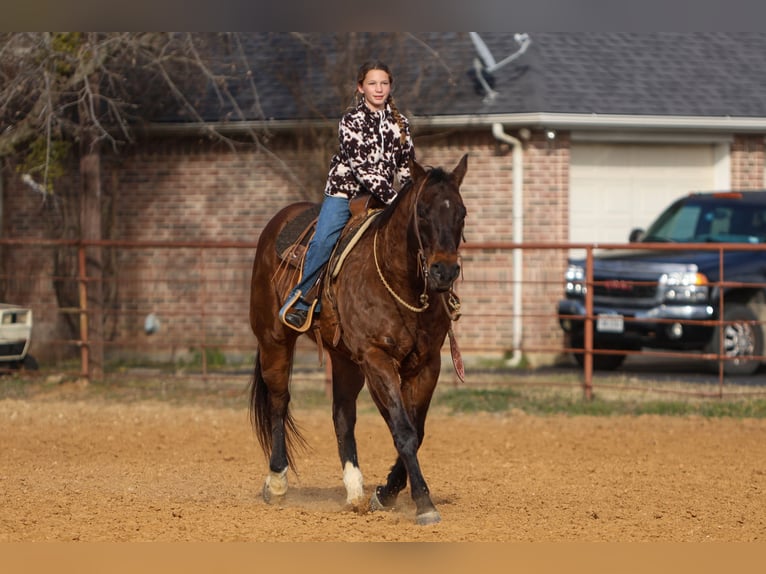 American Quarter Horse Castrone 11 Anni 155 cm Baio ciliegia in Joshua, TX