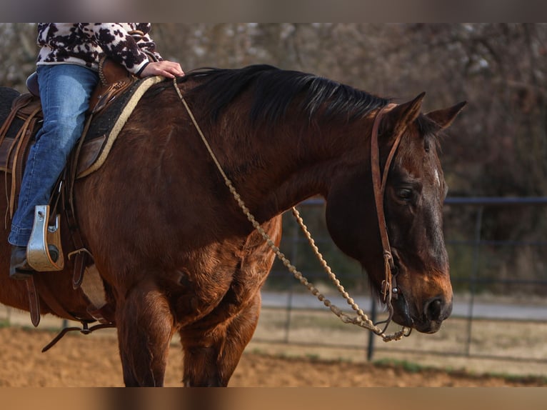 American Quarter Horse Castrone 11 Anni 155 cm Baio ciliegia in Joshua, TX