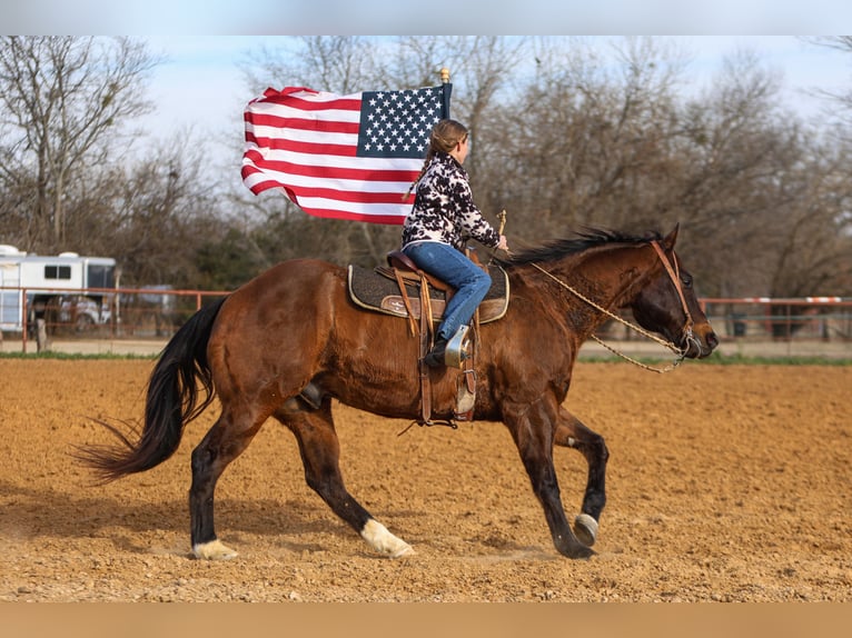 American Quarter Horse Castrone 11 Anni 155 cm Baio ciliegia in Joshua, TX