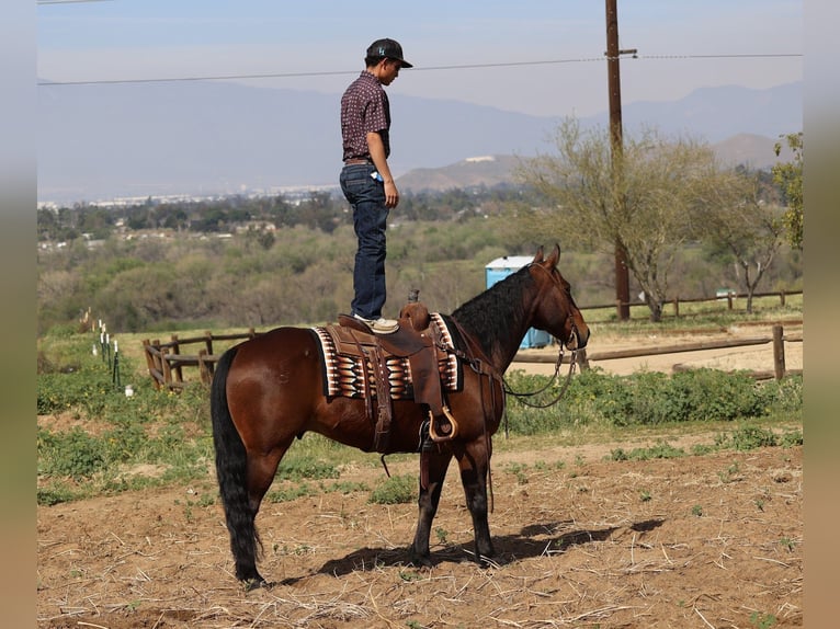 American Quarter Horse Castrone 11 Anni 155 cm Baio ciliegia in Norco