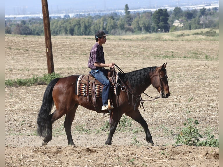 American Quarter Horse Castrone 11 Anni 155 cm Baio ciliegia in Norco