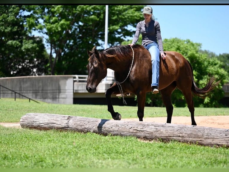 American Quarter Horse Castrone 11 Anni 155 cm Baio ciliegia in Waco, TX