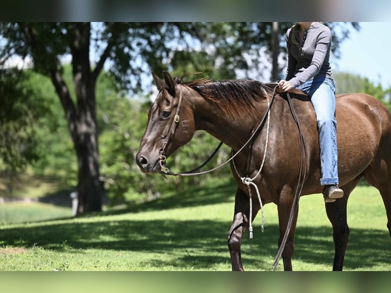 American Quarter Horse Castrone 11 Anni 155 cm Baio ciliegia in Waco, TX