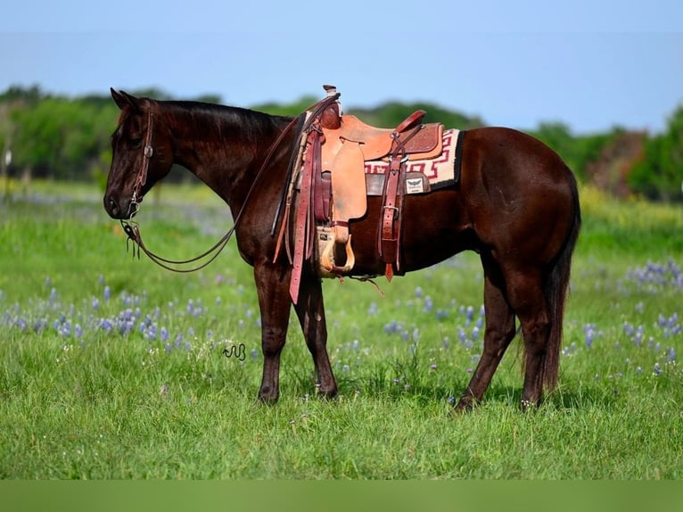 American Quarter Horse Castrone 11 Anni 155 cm Baio ciliegia in Waco, TX