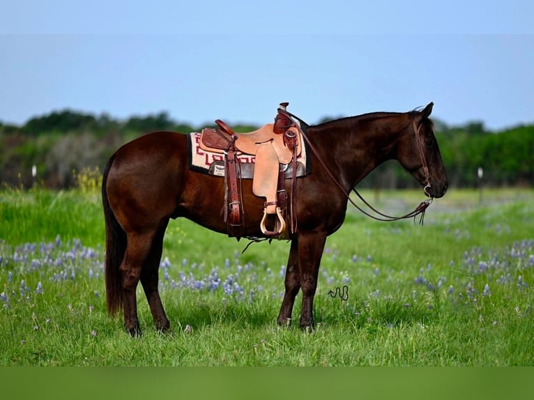 American Quarter Horse Castrone 11 Anni 155 cm Baio ciliegia in Waco, TX