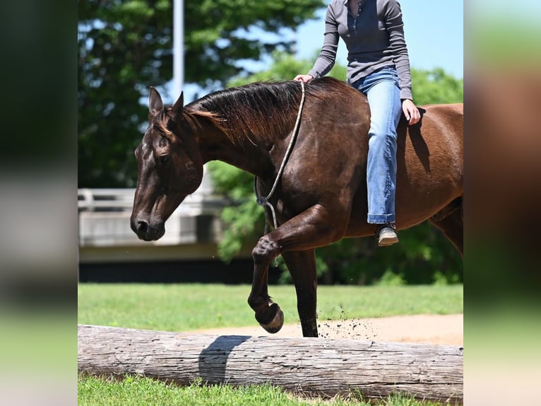 American Quarter Horse Castrone 11 Anni 155 cm Baio ciliegia in Waco, TX