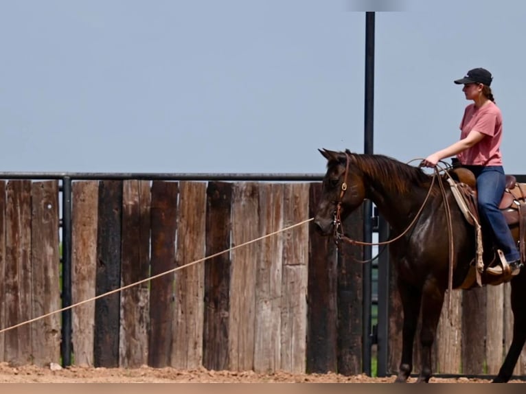 American Quarter Horse Castrone 11 Anni 155 cm Baio ciliegia in Waco, TX