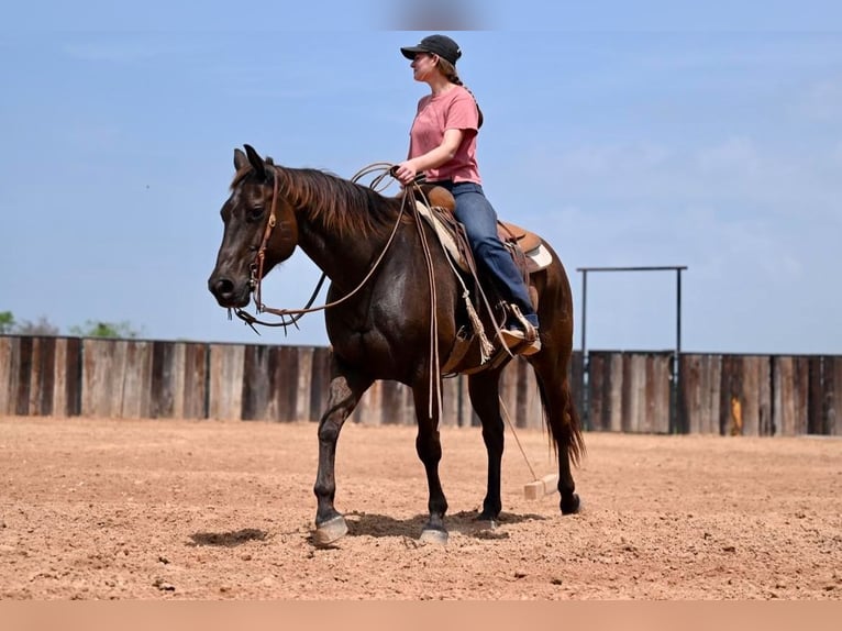 American Quarter Horse Castrone 11 Anni 155 cm Baio ciliegia in Waco, TX