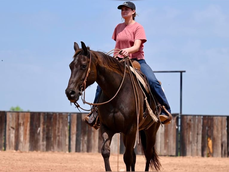 American Quarter Horse Castrone 11 Anni 155 cm Baio ciliegia in Waco, TX