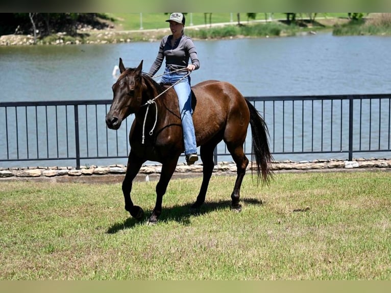 American Quarter Horse Castrone 11 Anni 155 cm Baio ciliegia in Waco, TX