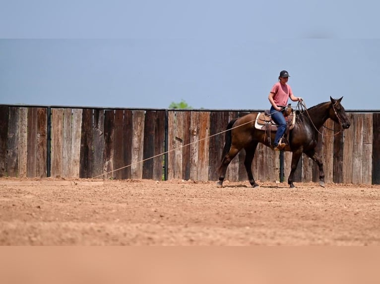 American Quarter Horse Castrone 11 Anni 155 cm Baio ciliegia in Waco, TX