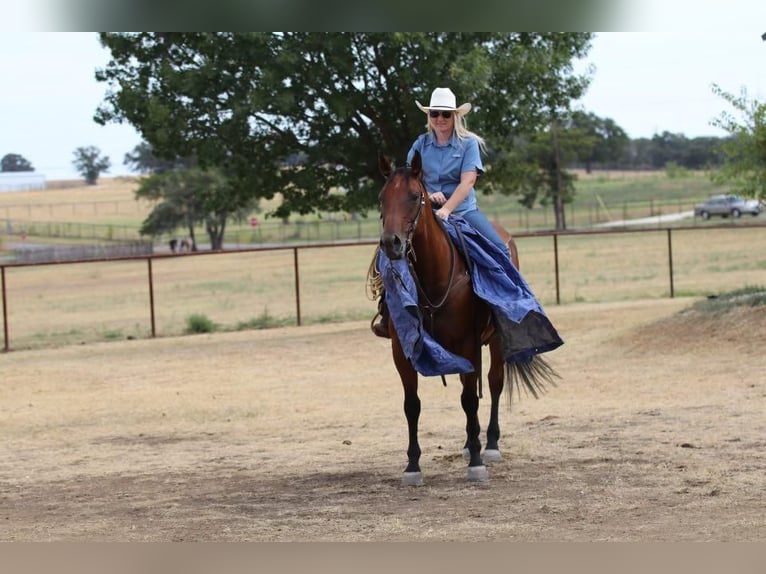 American Quarter Horse Castrone 11 Anni 155 cm Baio ciliegia in Joshua, TX