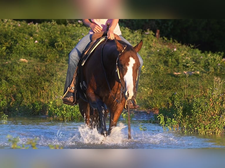 American Quarter Horse Mix Castrone 11 Anni 155 cm Baio ciliegia in Terrell, TX