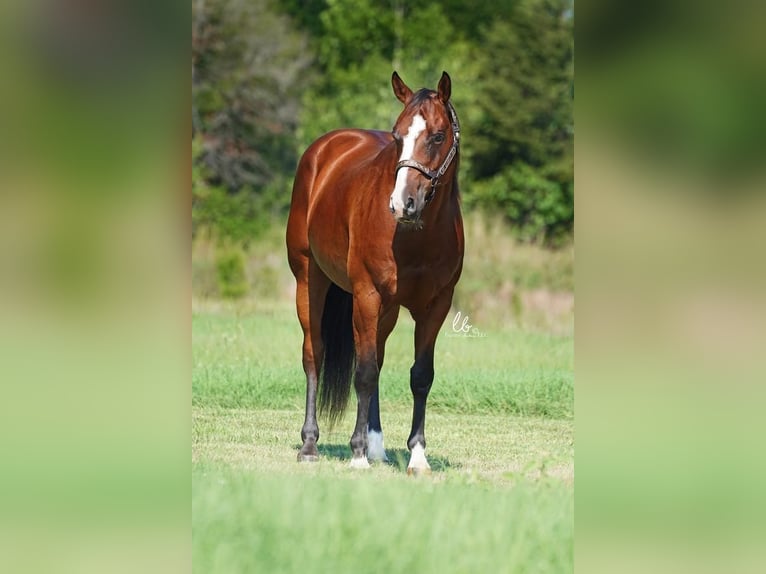 American Quarter Horse Mix Castrone 11 Anni 155 cm Baio ciliegia in Terrell, TX