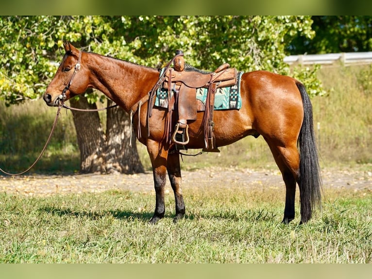 American Quarter Horse Castrone 11 Anni 155 cm Baio ciliegia in Valley Springs