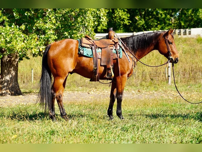 American Quarter Horse Castrone 11 Anni 155 cm Baio ciliegia in Valley Springs