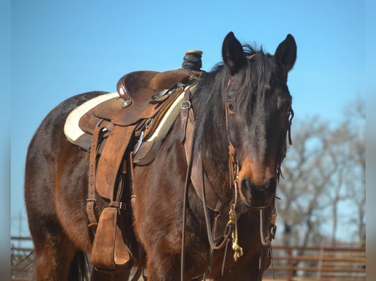 American Quarter Horse Castrone 11 Anni 155 cm Baio ciliegia in STEPHENVILLE, TX